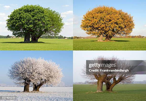 solitaire tree in four different seasons - four objects stockfoto's en -beelden