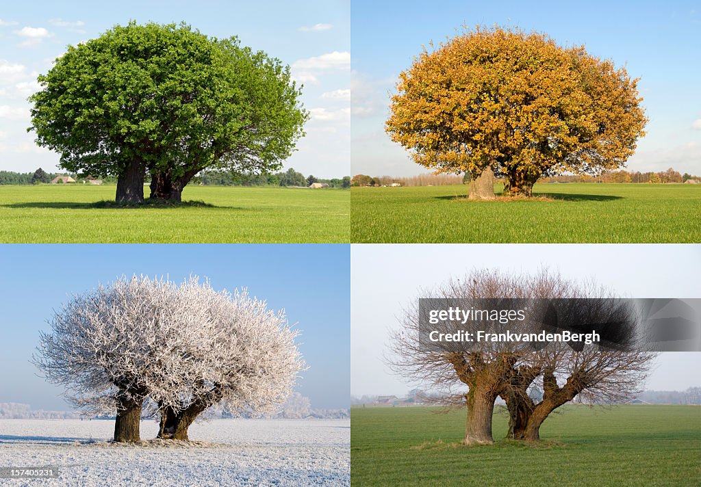 Solitaire tree in four different seasons