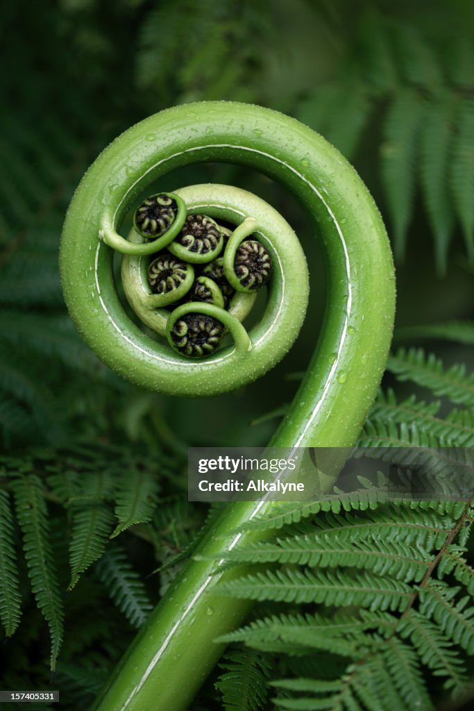 Tree fern frond