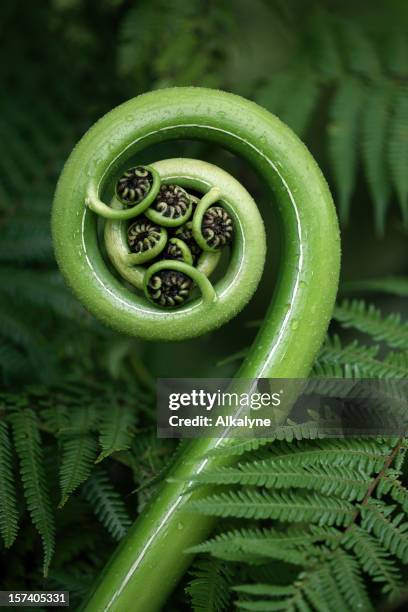 tree fern frond - new zealand leaves stock pictures, royalty-free photos & images