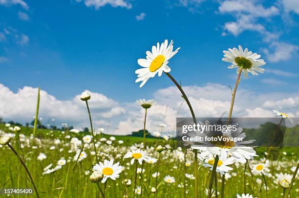 wild spring flowers green meadow - ox eye daisy stock pictures, royalty-free photos & images