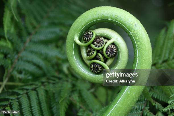 new zealand fern - macro stockfoto's en -beelden