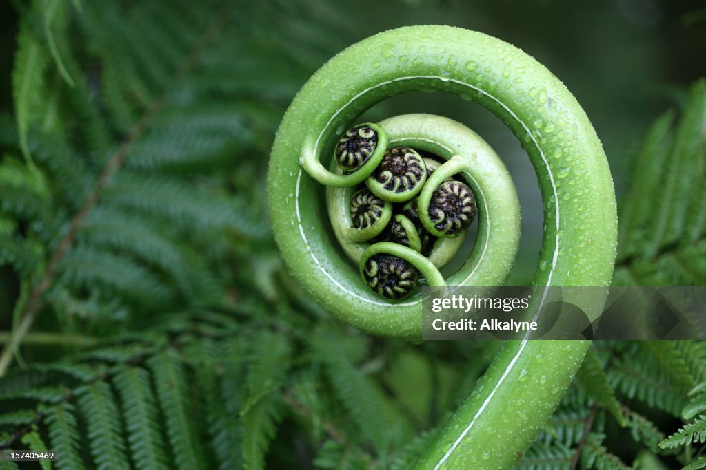 New Zealand fern