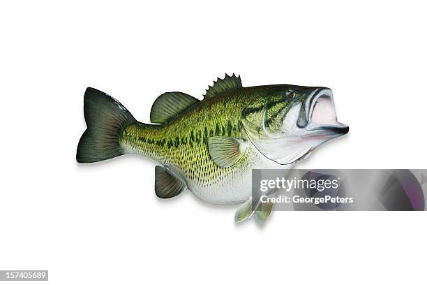 trophy largemouth bass with clipping path - largemouth bass stock pictures, royalty-free photos & images