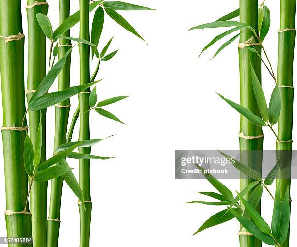 bamboo living - bamboo leaf stock pictures, royalty-free photos & images