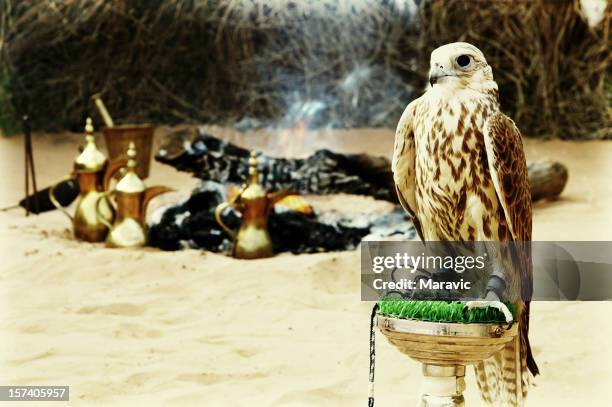 Hawk Of The Arab Photos And Premium High Res Pictures Getty Images hawk-of-the-arab-photos-and-premium-high-res-pictures-getty-images
