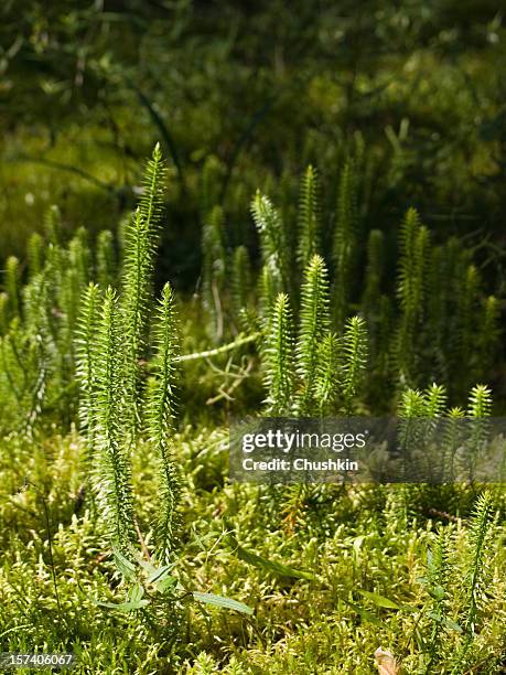 club-moss in a forest - lycopodiaceae stock pictures, royalty-free photos & images