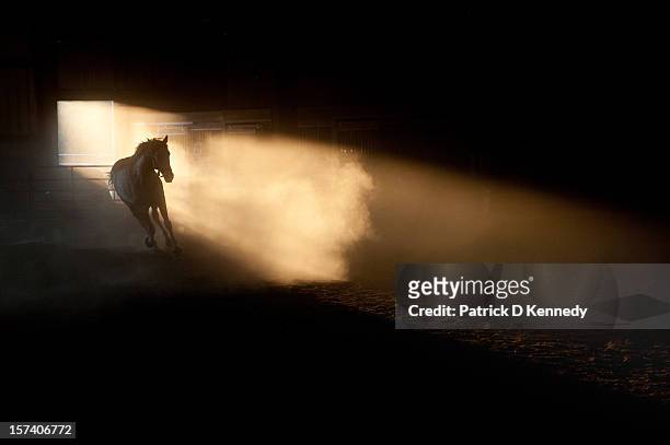 kicking up a dust storm - horse barn stock pictures, royalty-free photos & images