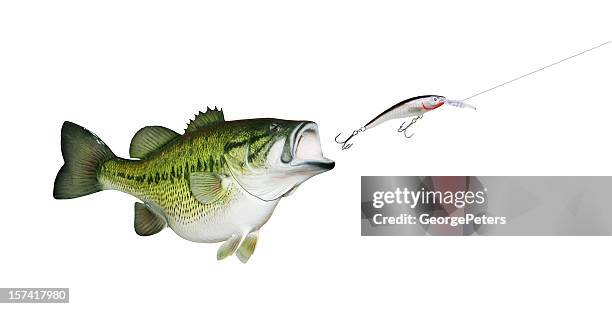 largemouth bass chasing lure - vishaak visgerei stockfoto's en -beelden