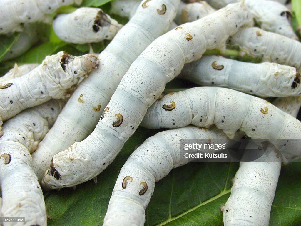 Silkworms