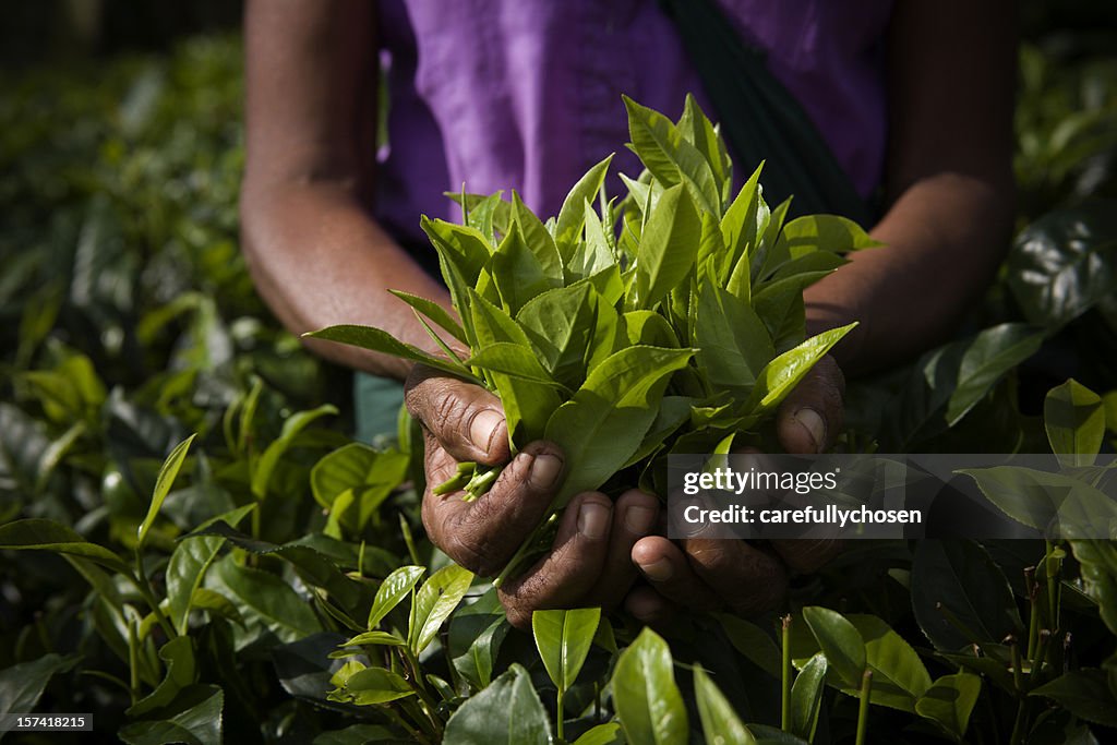 Freshly plucked tea leaves horizontal