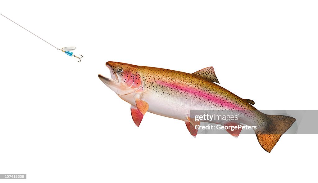 Trout Chasing Lure