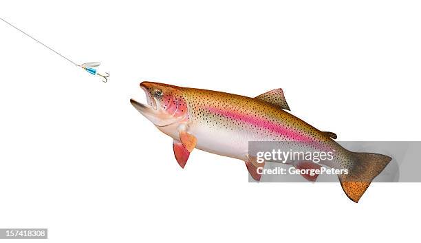 trout chasing lure - regnbågsforell bildbanksfoton och bilder