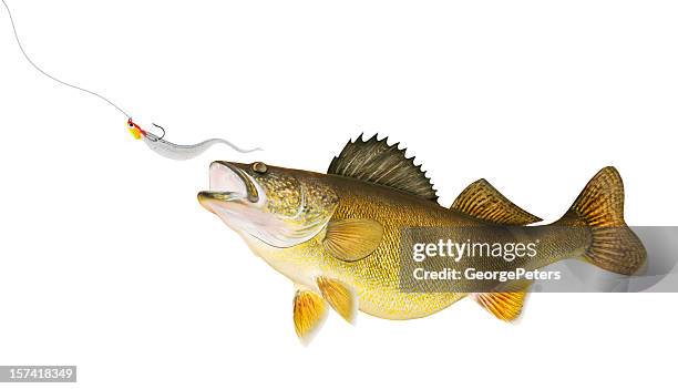 walleye chasing lure - pike stock pictures, royalty-free photos & images