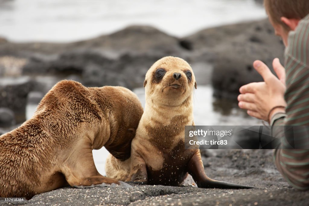 Sea lion pups on Galapagos Islands