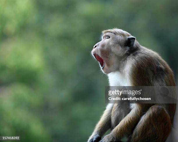 erstaunt makake affe mit mund öffnen - macaque stock-fotos und bilder
