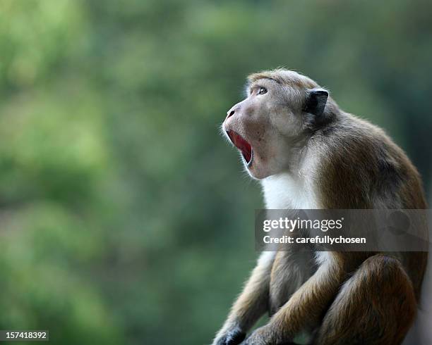 macaque étonné singe avec la bouche ouverte - un seul animal photos et images de collection