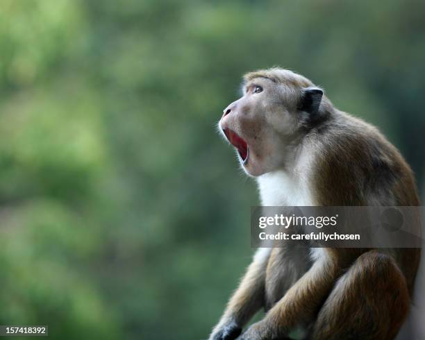 astonished macaque monkey with mouth open - aap stockfoto's en -beelden