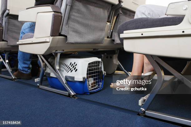 traveling with pet on airplane - pet carrier stock pictures, royalty-free photos & images