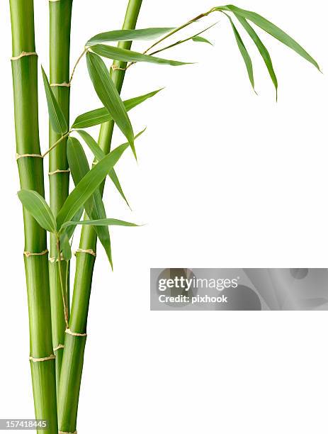 bamboo and leaves - bamboo plant stockfoto's en -beelden