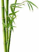 Bamboo and Leaves
