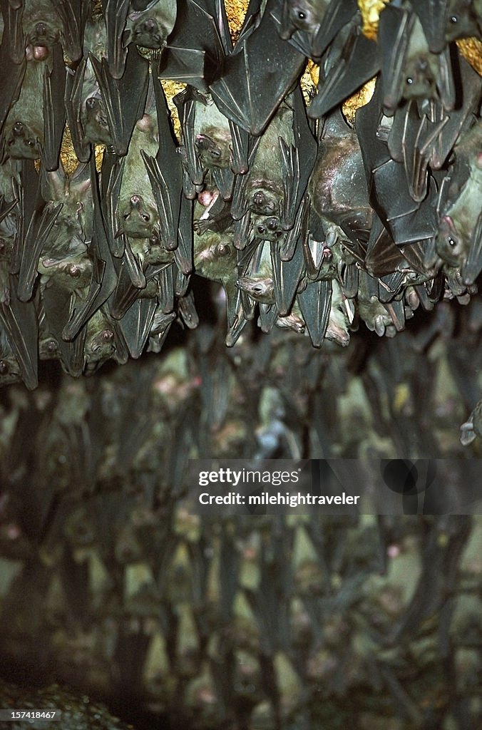 Egyptian Fruit Bats, Uganda