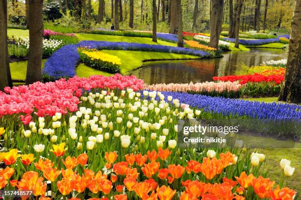 fotos e imágenes de Jardines De Keukenhof - Getty Images fotos e imágenes de Jardines De Keukenhof - Getty Images