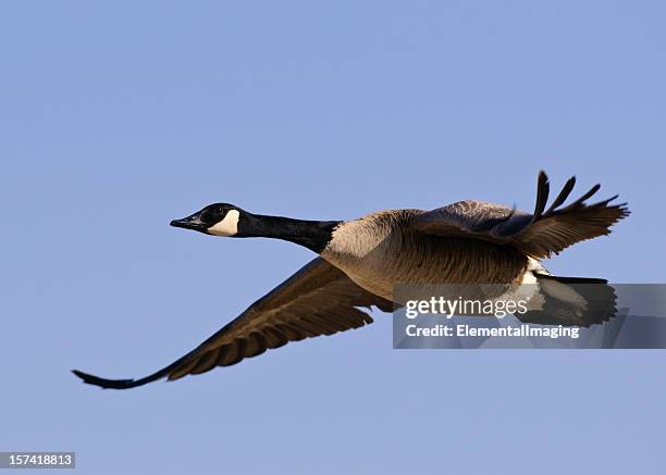 candadian goose (branta canadensis) in flight - geese flying stock pictures, royalty-free photos & images