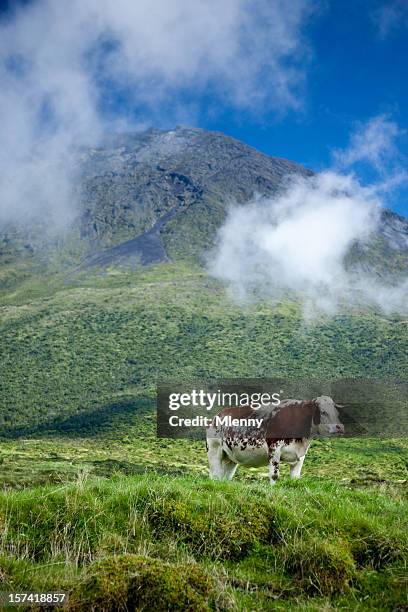 solitary vaca - pico azores imagens e fotografias de stock