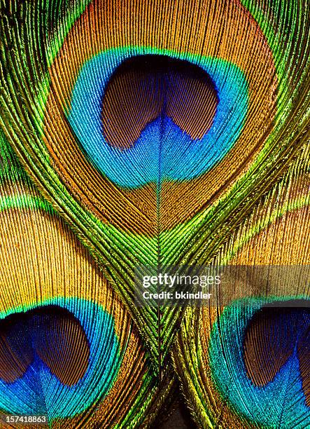 close up of the eye on peacock feathers - pauwenveer stockfoto's en -beelden