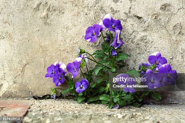 sweet violets - viola odorata stock pictures, royalty-free photos & images