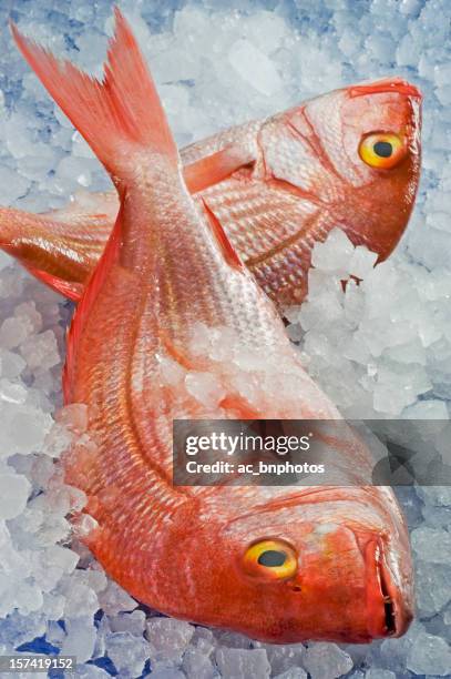 two fresh pagellus erythrinus on ice - redfish stock pictures, royalty-free photos & images