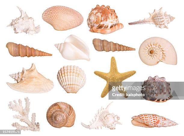 81,552 Animal Shell Photos and Premium High Res Pictures - Getty Images