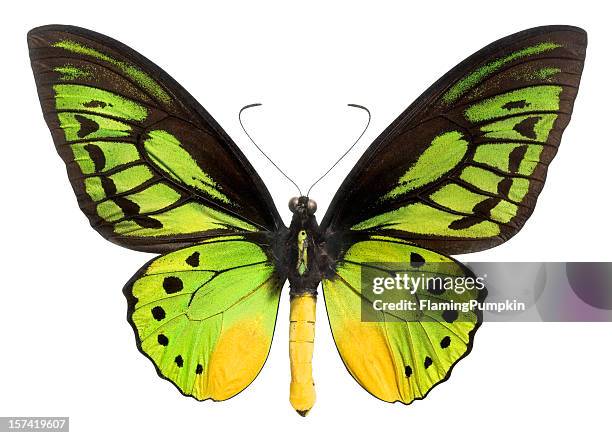 farfalla (lepidottero) con zona verde, nero e giallo arte. tracciato di ritaglio. - farfalle foto e immagini stock