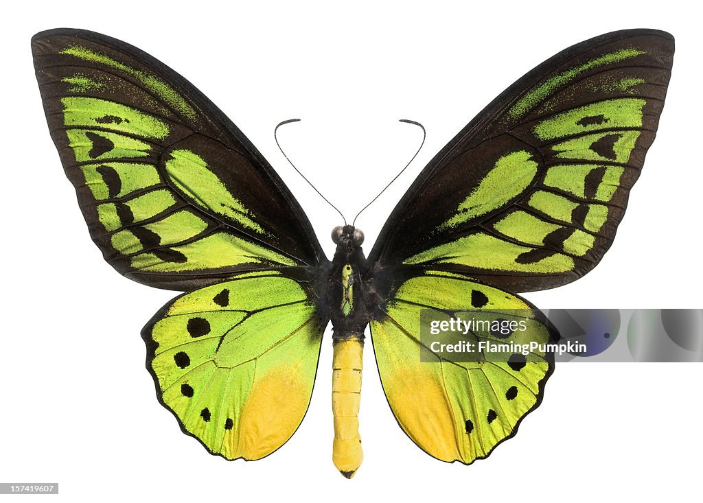 Butterfly (Lepidoptera) with Green, Black and Yellow wings. Clipping Path.
