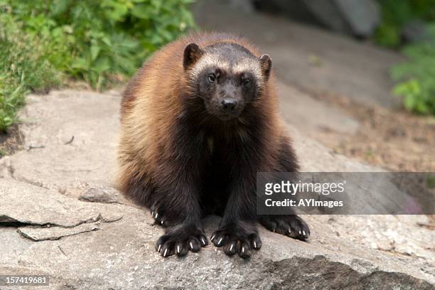 719 Wolverine Animal Photos and Premium High Res Pictures - Getty Images