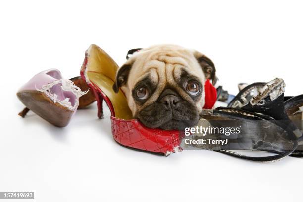 pug looks sad after chewing on dress shoes - prank 個照片及圖片檔