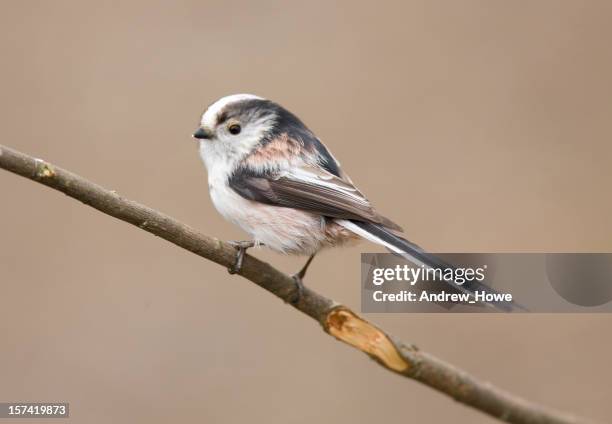 long tailed tit (aegithalos caudatus) - titmouse stock pictures, royalty-free photos & images