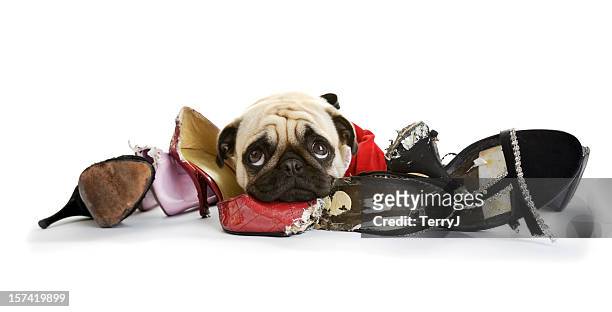 shoes to chew from - chewed stock pictures, royalty-free photos & images