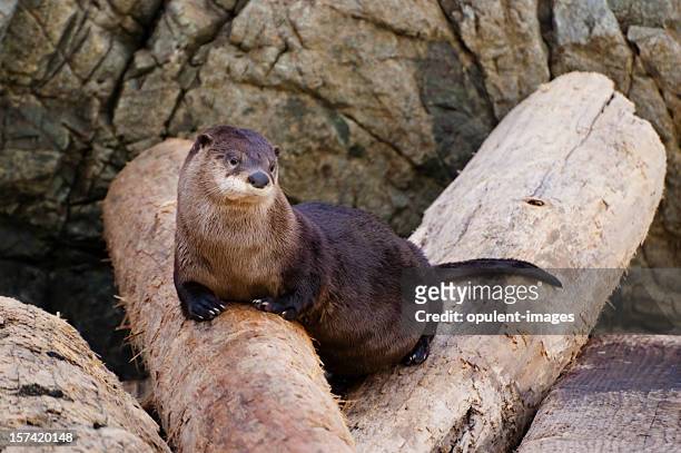 nutria norteamericana de río isla de vancouver, columbia británica-serie naturaleza - river otter fotografías e imágenes de stock
