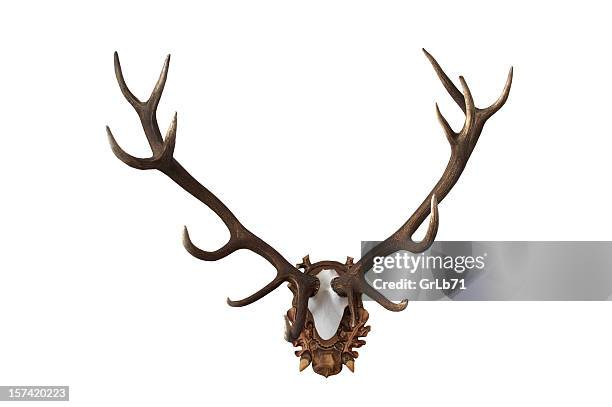 antlers - antler stock pictures, royalty-free photos & images