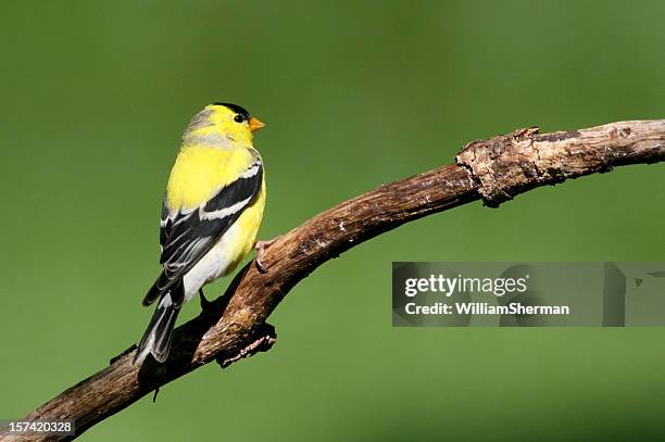 american goldfinch (carduelis tristis) - yellow finch stock pictures, royalty-free photos & images