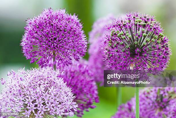 allium flower - vii - allium stock pictures, royalty-free photos & images