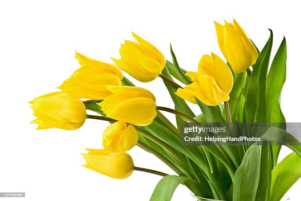 Yellow tulips on white background