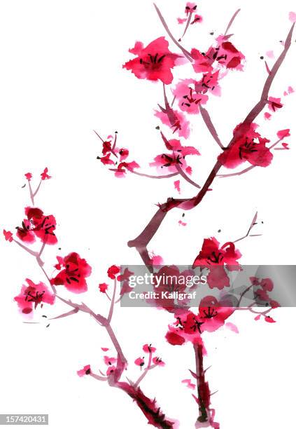 bildbanksillustrationer, clip art samt tecknat material och ikoner med plum blossom painting - plommonträdsblommor