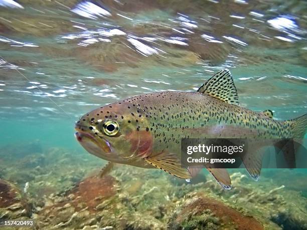 unterwasser-regenbogenforellen-pacific saury mykiss - forelle stock-fotos und bilder