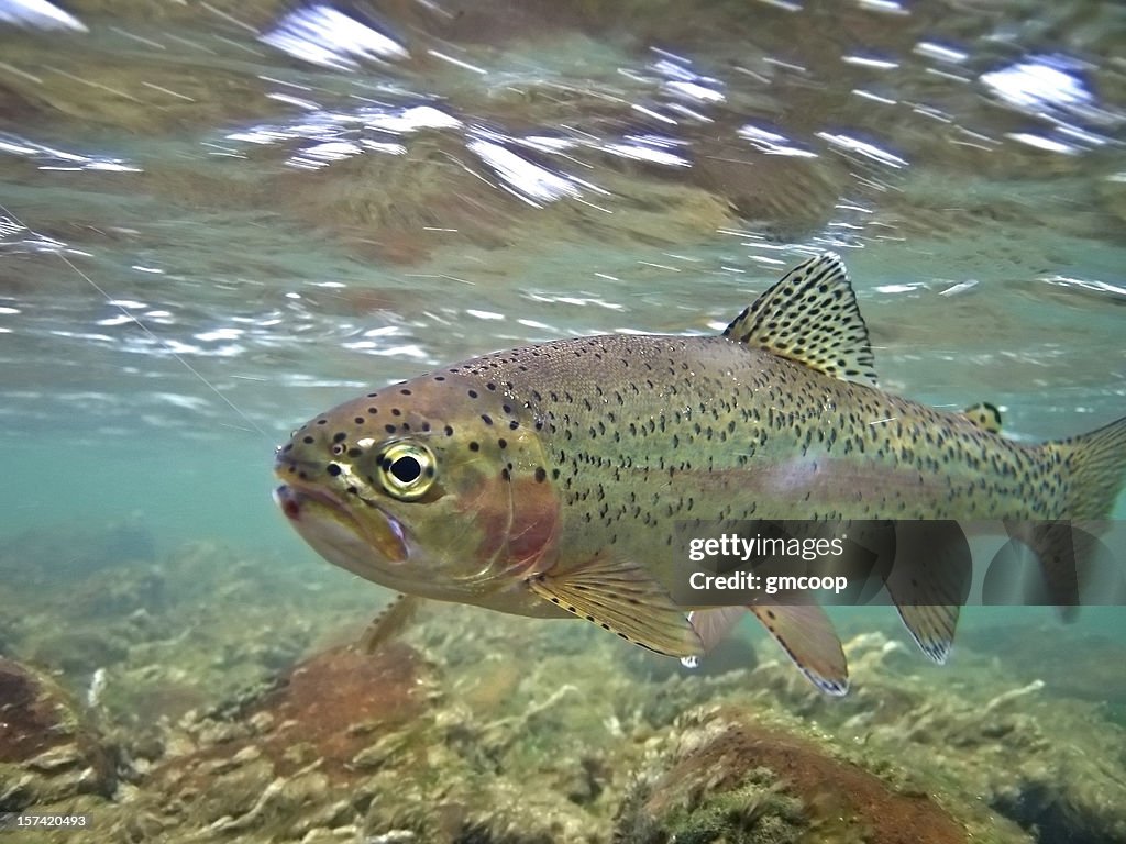 Underwater Rainbow Trout - Oncorhynchus mykiss