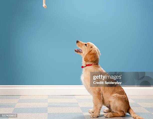 golden retriever begging. - begging animal behavior stock pictures, royalty-free photos & images