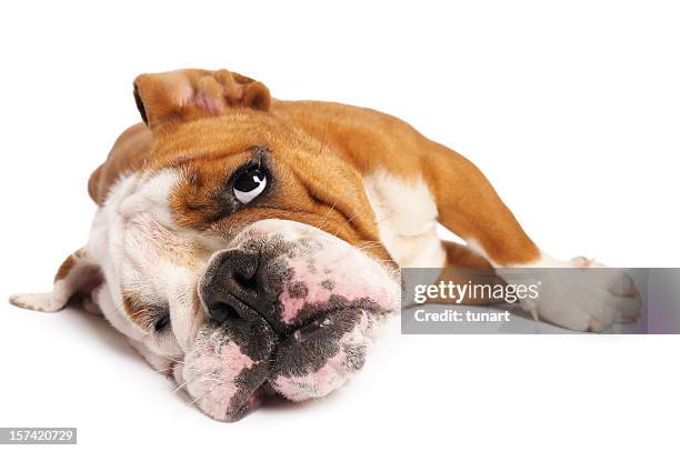 bulldog - bulldog inglés fotografías e imágenes de stock
