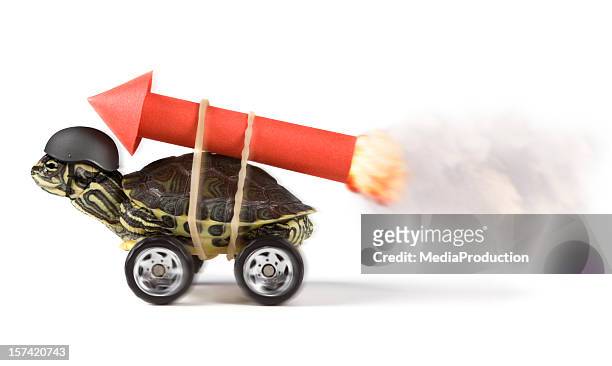 stunt - funny animals stock pictures, royalty-free photos & images
